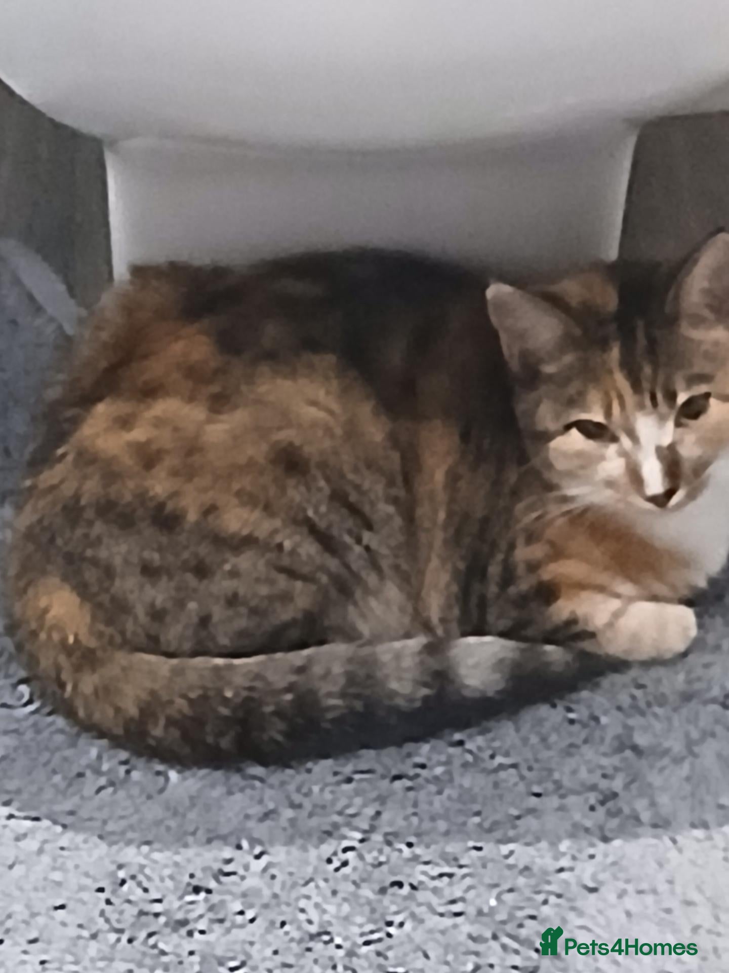 Mixed Breed cats Calico female cat - Advert 2