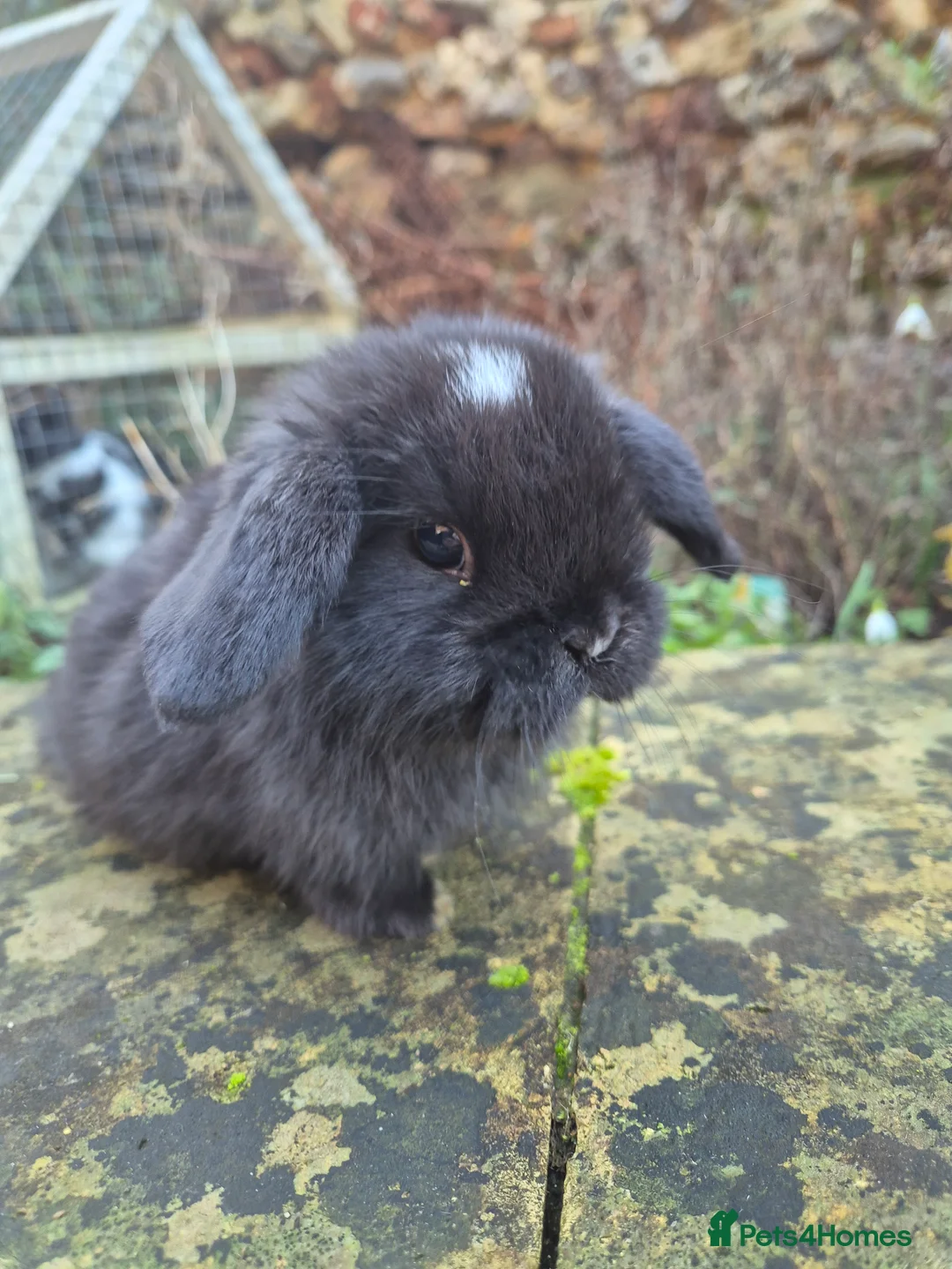 Mini Lop rabbits for sale: Mini Lops  - Advert 5
