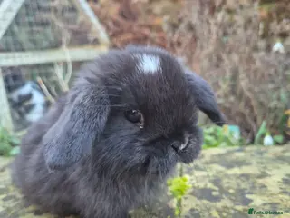 Mini Lop rabbits Mini Lops Ready Now Last Boy - Advert 1