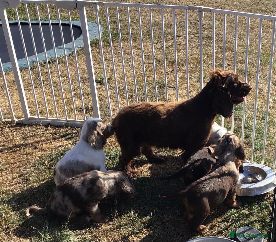 Cocker Spaniel dogs for sale: Whitchurch, Shropshire. Cocker Spaniel Puppies - Image 14