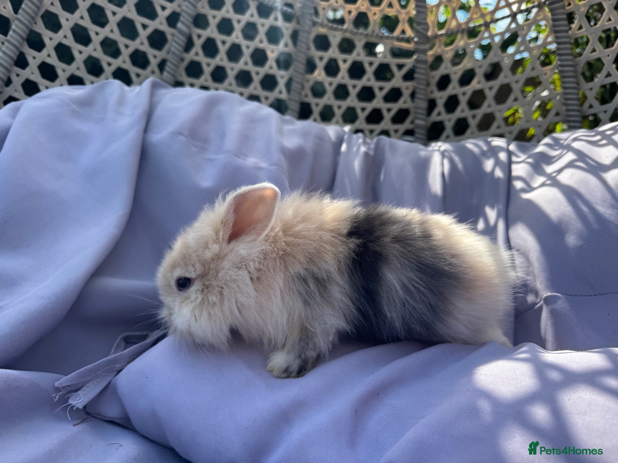 Mixed Breed rabbits Rabbits for sale looking for forever homes mixed  - Advert 2