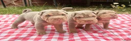 Shar Pei dogs for sale: KC REGISTERED RARE LILAC TAN SHAR-PEI - Advert 7