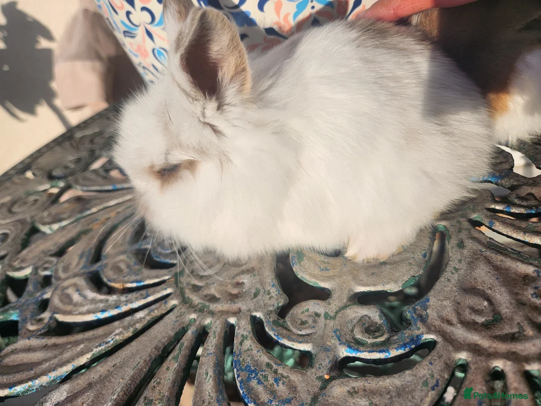 Lionhead rabbits for sale: CUTE BLUE EYES BABY Lionheads double mane. B - Advert 10