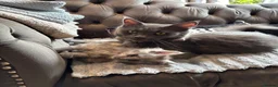 Maine Coon cats for sale: Pure bred Maine Coon kittens - Advert 7