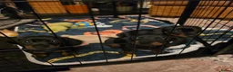 Miniature Dachshund dogs for sale: Miniature dachshund pups - Advert 28