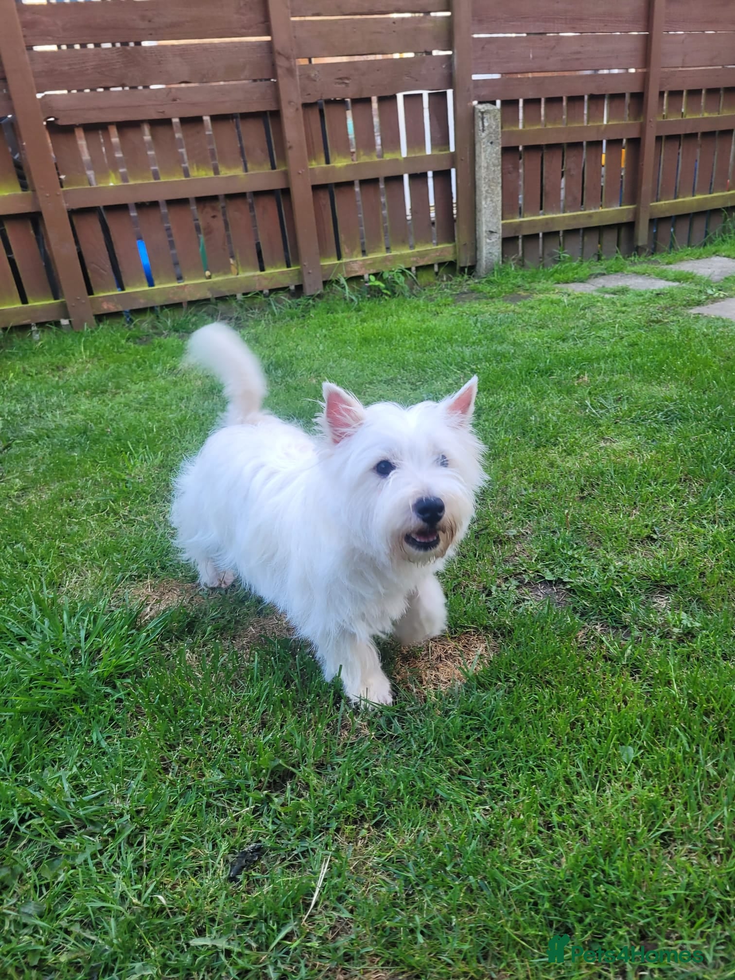 West Highland Terrier dogs KC Reg Westie Pups – Champion Lines - Advert 4