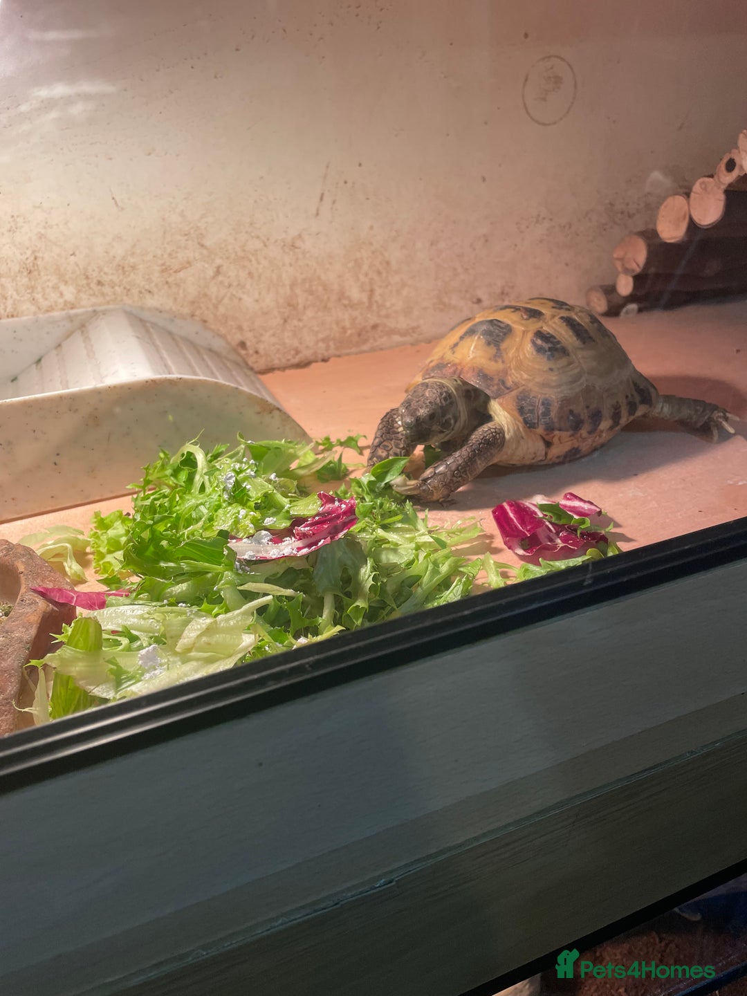 Tortoise reptiles for sale: Russian (Horsfield) Tortoise - Advert 1