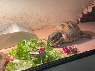 Tortoise reptiles Russian (Horsfield) Tortoise - Advert 2