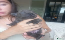 French Bulldog dogs for sale: French bulldog pups  - Image 11