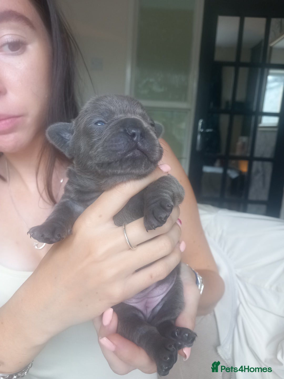 French Bulldog dogs for sale: French bulldog pups  - Image 11