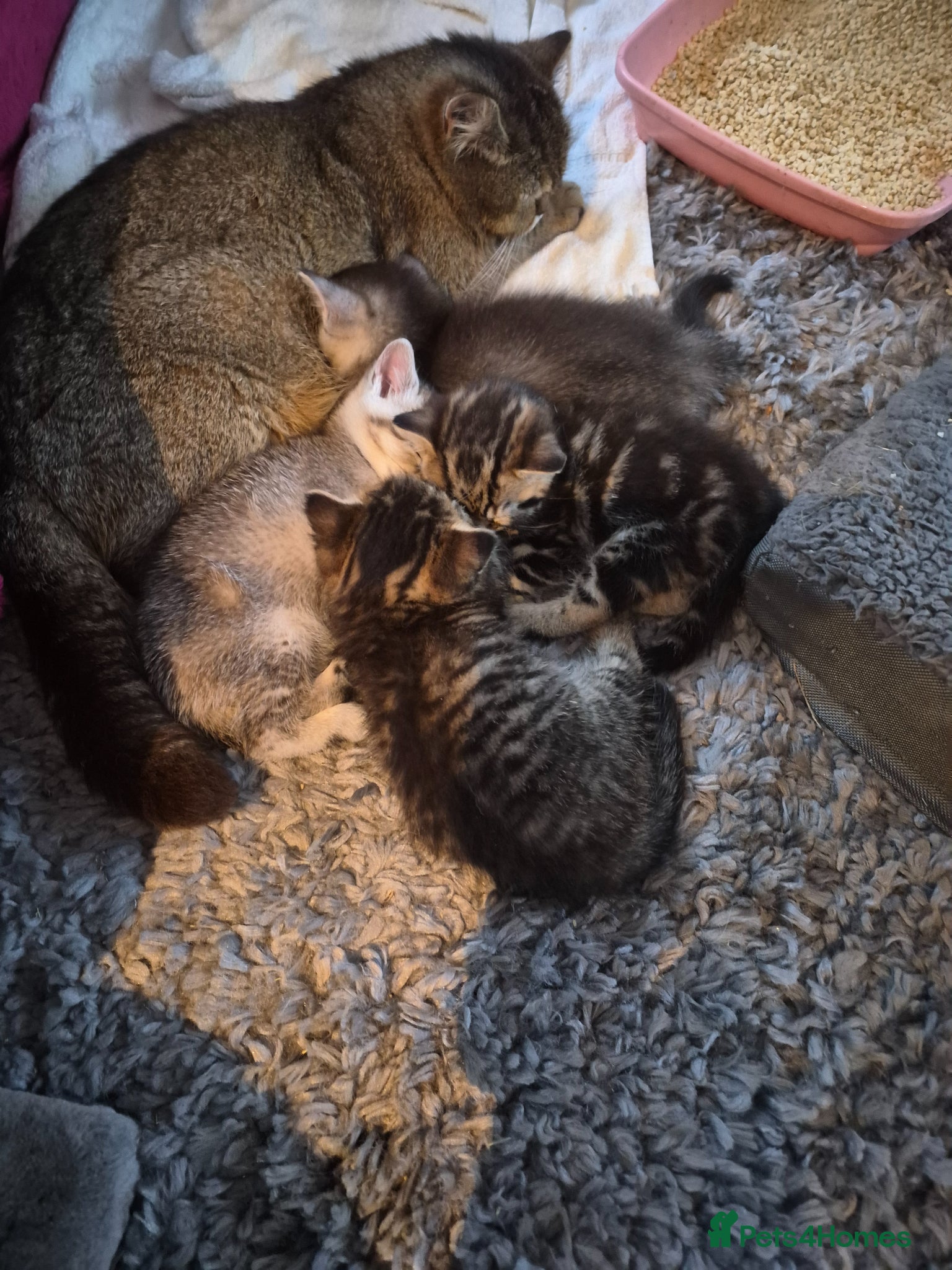 British Shorthair cats for sale: beautiful home bred British shorthair. in Verwood - Advert 6
