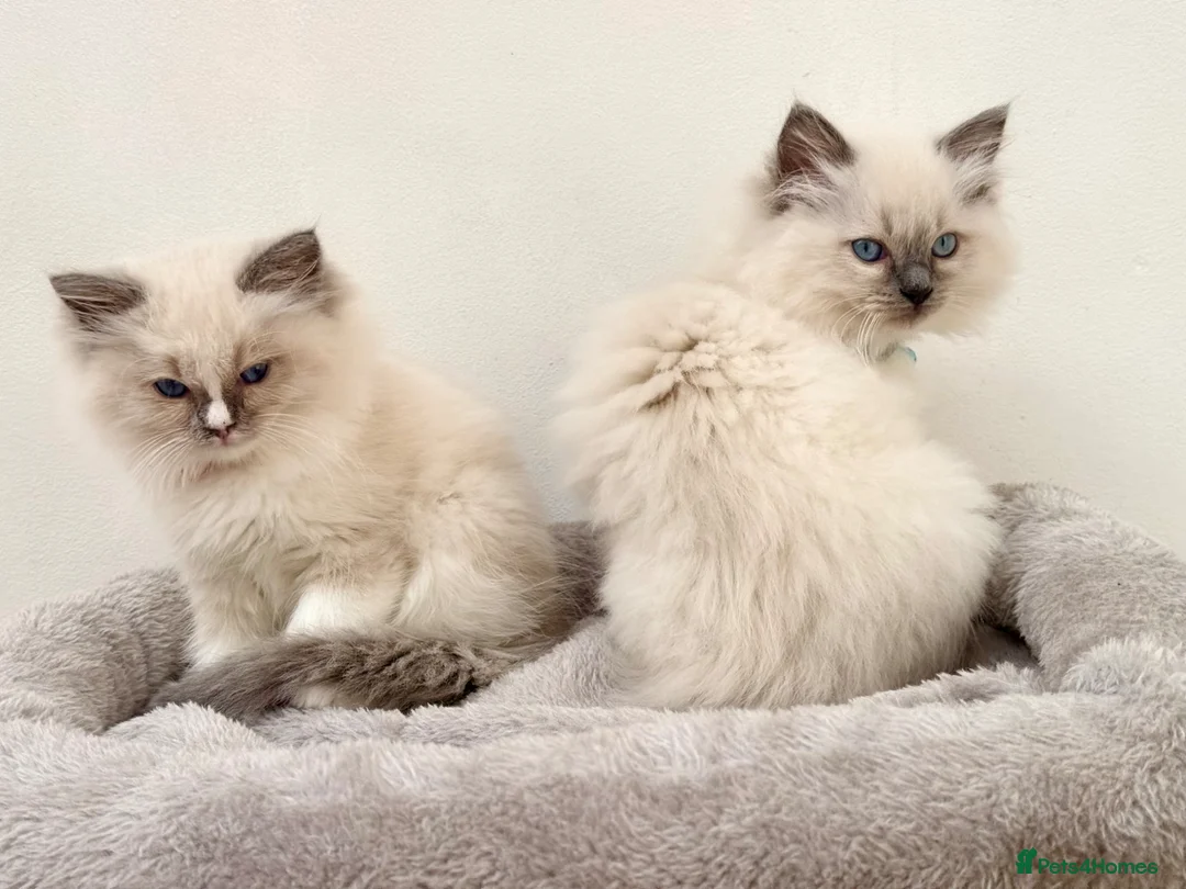Ragdoll cats for sale: 🤍 Exceptional TICA Registered Ragdoll Girls - Advert 1