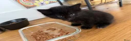 Russian Blue cats for sale: Balus kittens - Advert 4