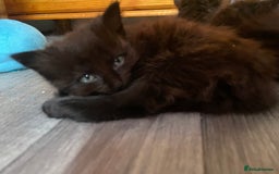 Mixed Breed cats for sale: Only 2 fluffy female black kittens left - Image 6