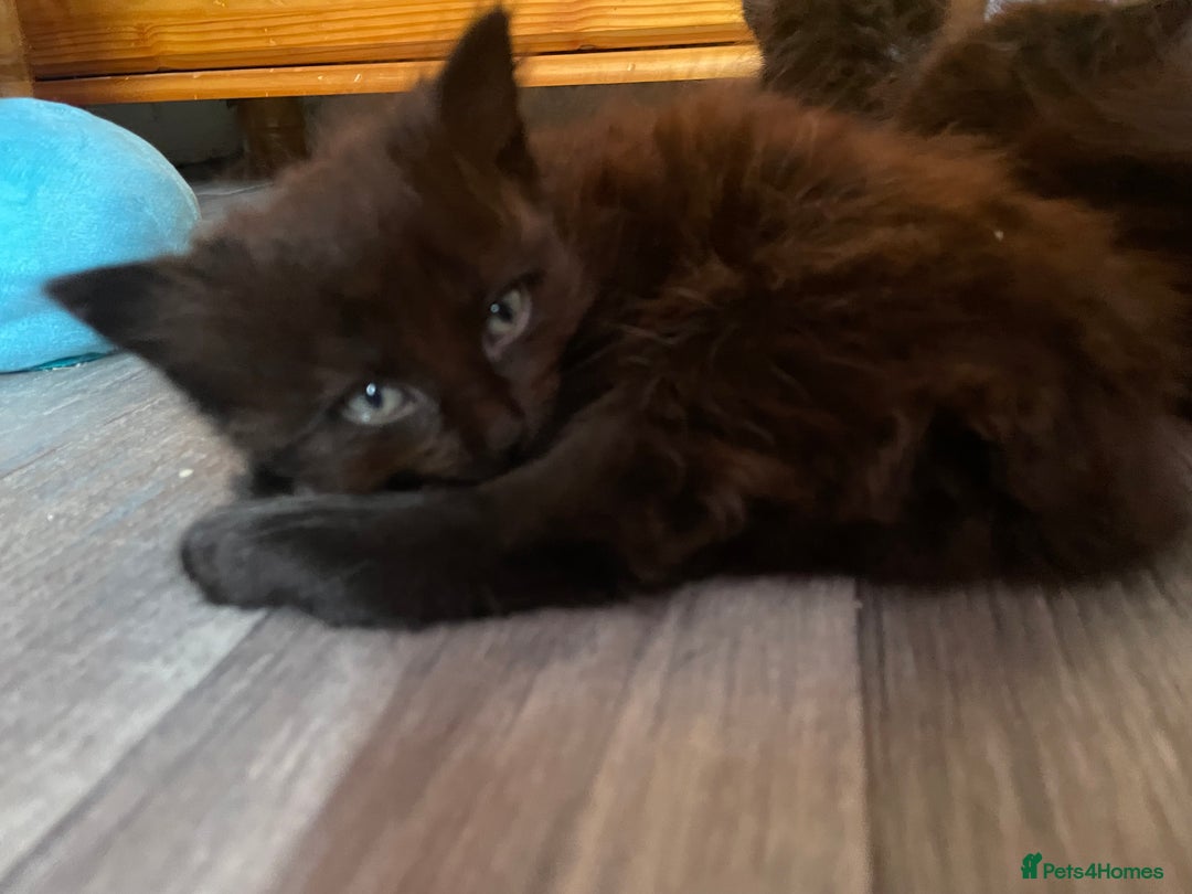 Mixed Breed cats for sale: Only 2 fluffy female black kittens left - Image 6