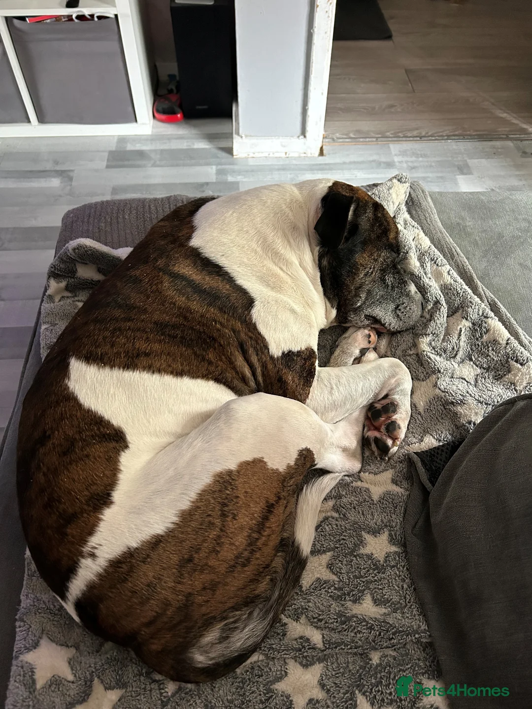 Staffordshire Bull Terrier dogs for sale: A playful and gentle staffy! looking for new home. - Advert 2