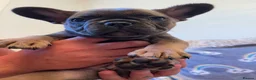 French Bulldog dogs for sale: Beautiful French Bulldog Puppies Fluffy Carriers - Advert 17