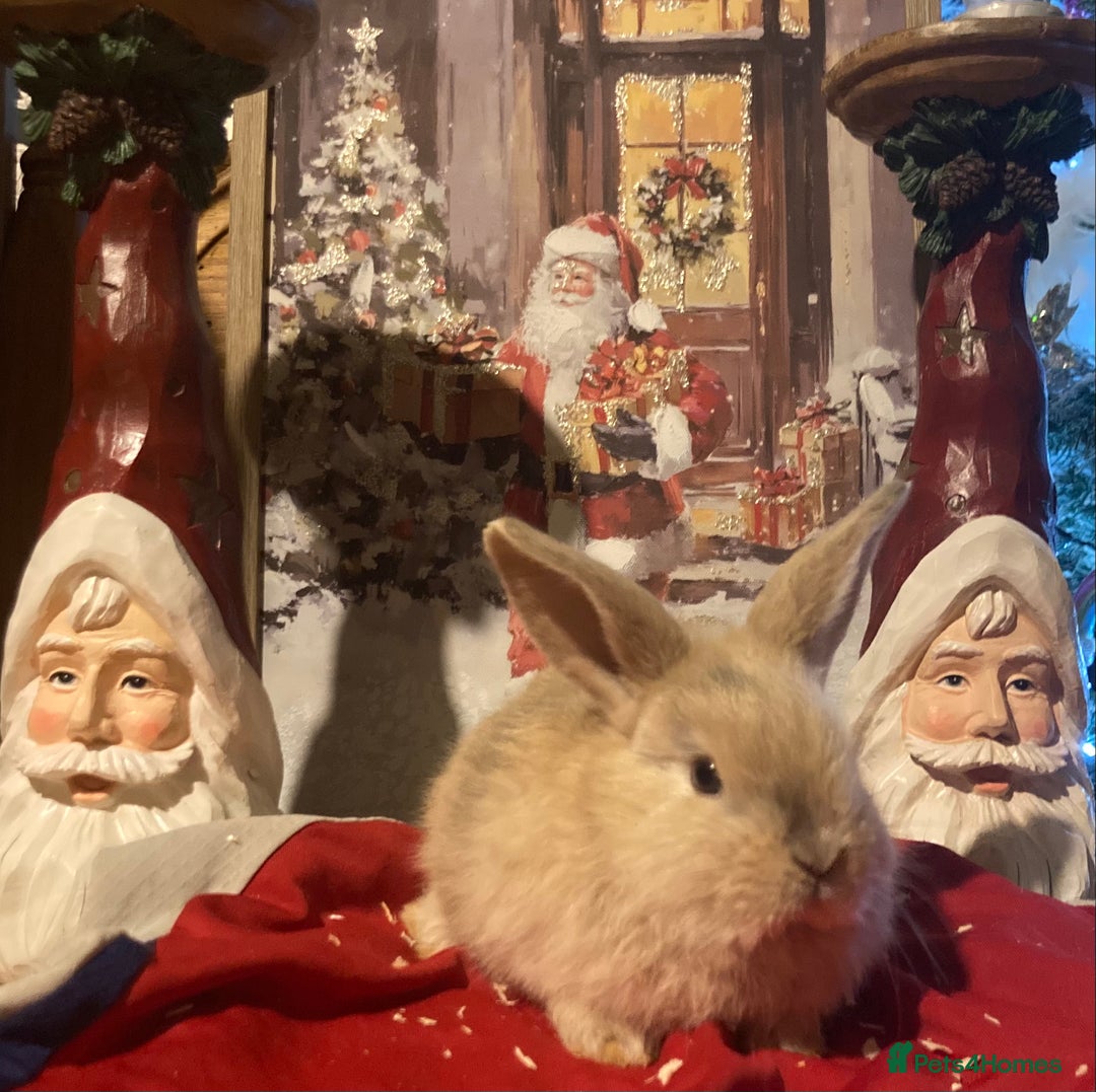 Mini Lop rabbits for sale: Stunning mini lop  - Advert 2