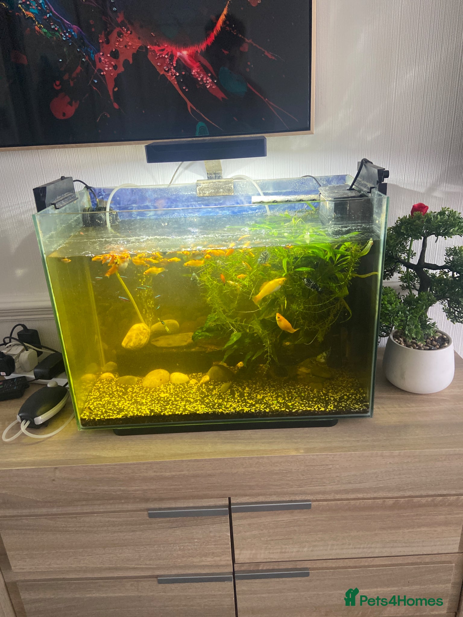 Other/Mixed Breed fish Fish and tank  - Advert 3