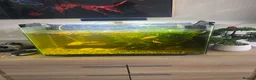 Other/Mixed Breed fish for sale: Fish and tank  - Advert 1