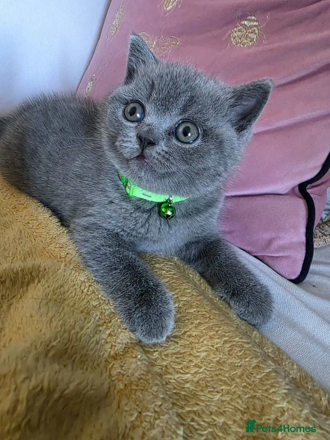 British Shorthair cats for sale: Stunning British Shorthair Blue Kitten for Sale in London - Advert 1