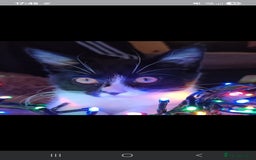 Domestic Shorthair cats for sale: Please read - Image 3