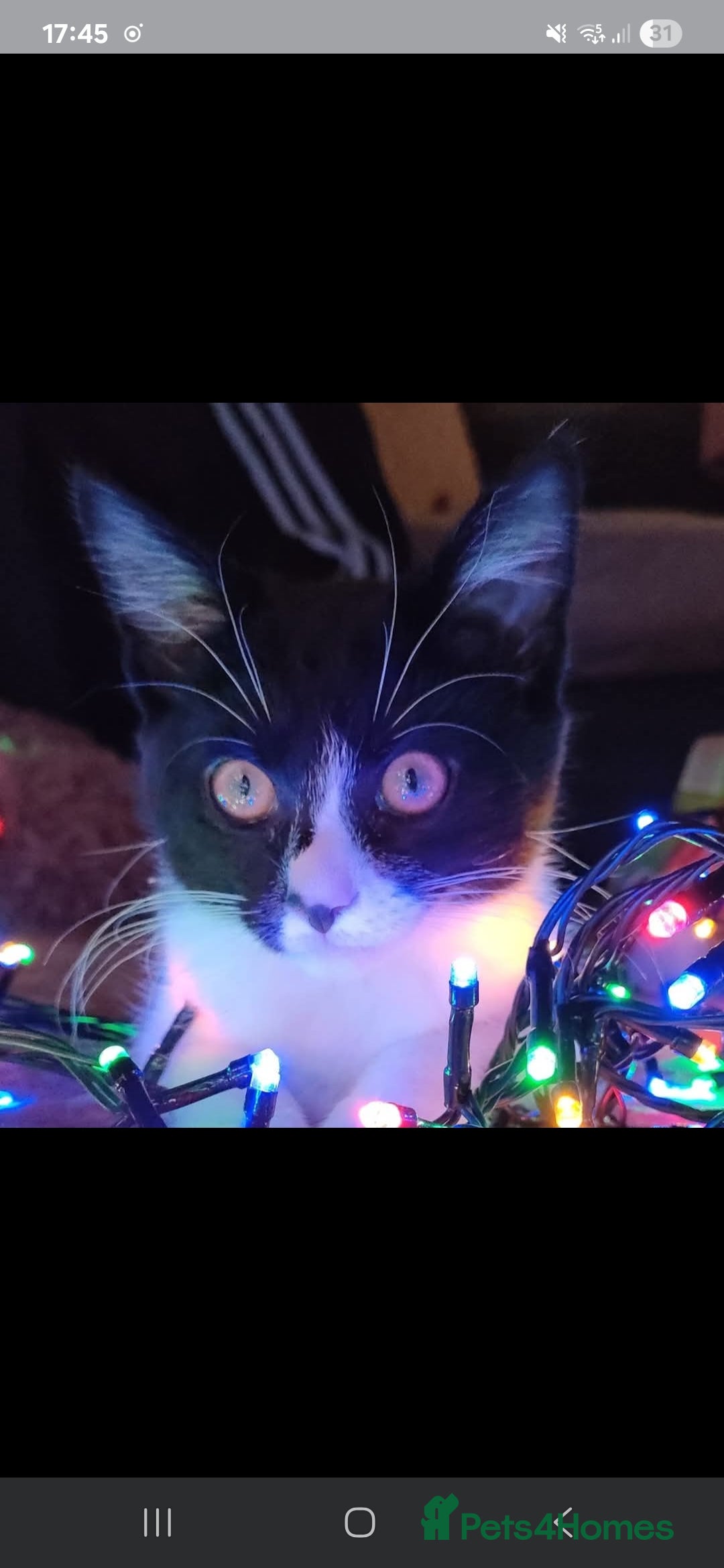 Domestic Shorthair cats for sale: Please read - Image 3