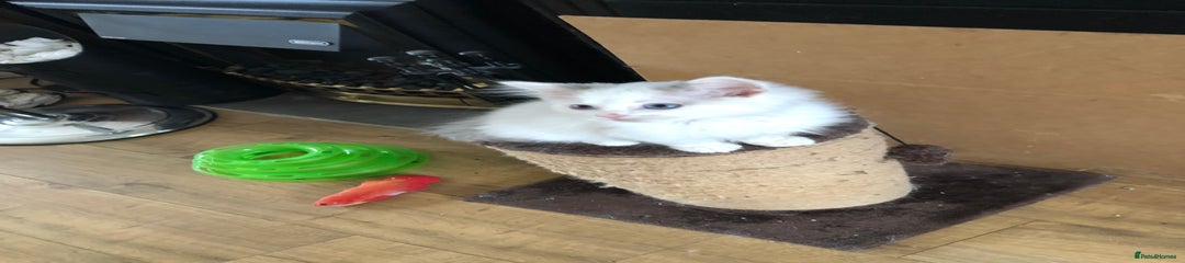 Ragdoll Kitten 3