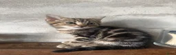 Bengal cats for sale: Bengal mix kittens.  Adorable  in Bradford - Advert 2