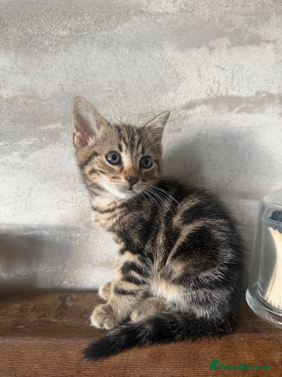 Bengal cats for sale: Bengal mix kittens.  Adorable  in Bradford - Advert 2