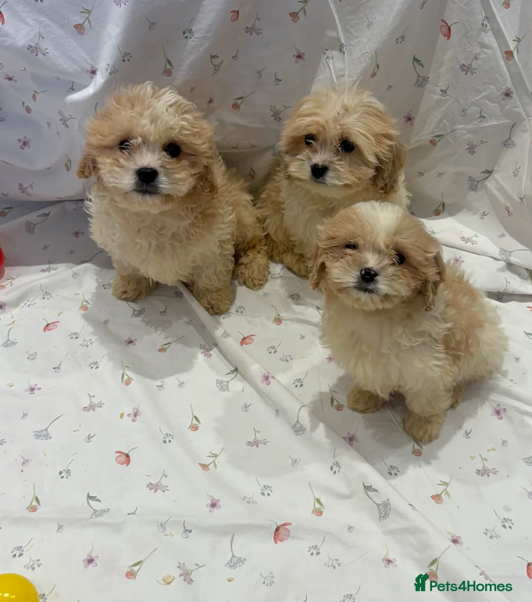 Cavapoo dogs for sale: Extensively health tested Stunning Cavapoo boys - Advert 11