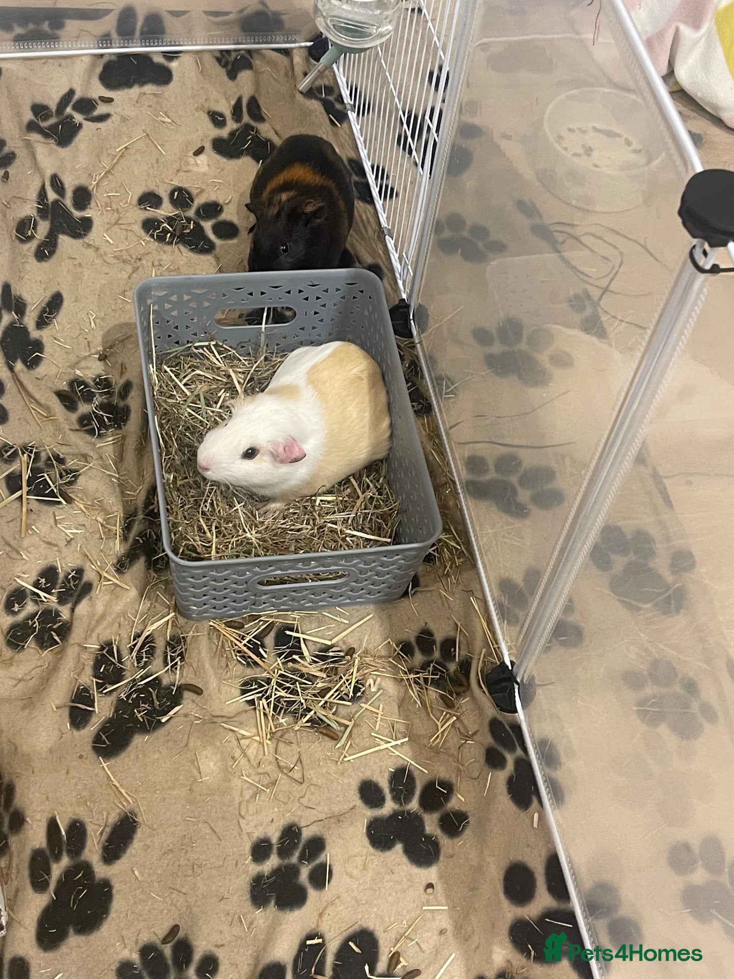 Guinea Pig rodents 2 lovely boys  - Advert 1
