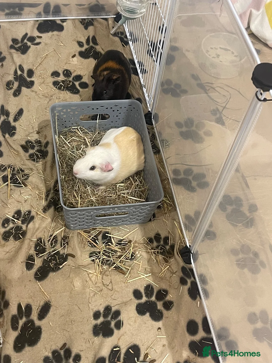 Guinea Pig rodents for sale: 2 lovely boys  in Oxford - Advert 1