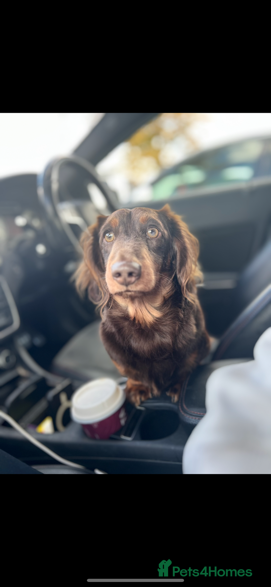 Dachshund dogs for stud: Stud  - Image 3