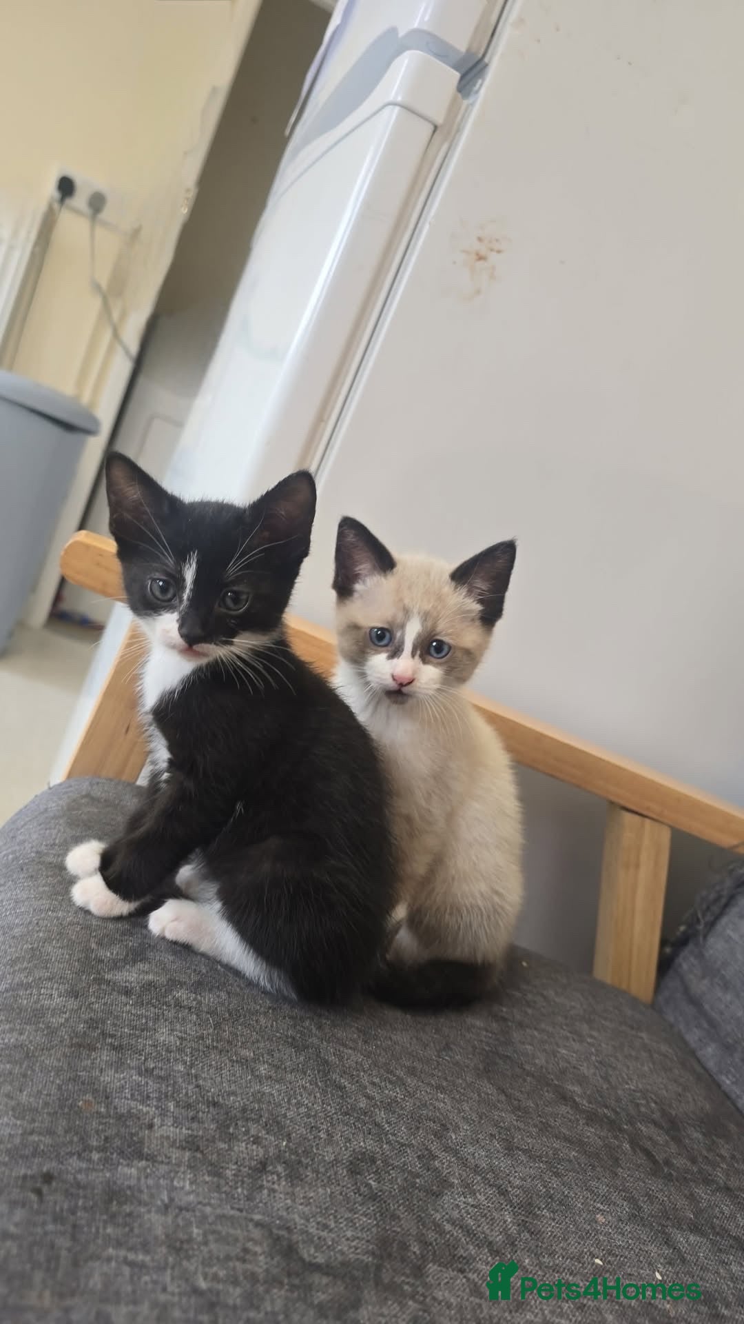 Ragdoll cats for sale: 3 pure bread ragdoll kittens  - Advert 1