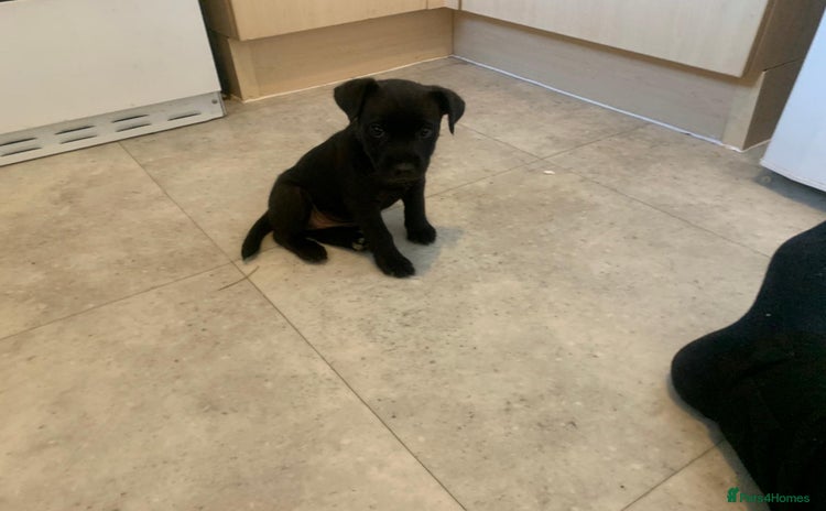 Patterjack dogs - Advert 1