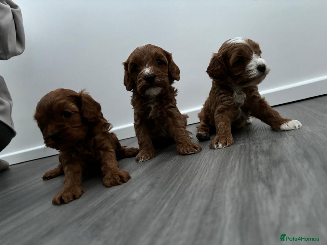 Cavapoo dogs for sale: F1 toy cavapoos health tested  - Image 8