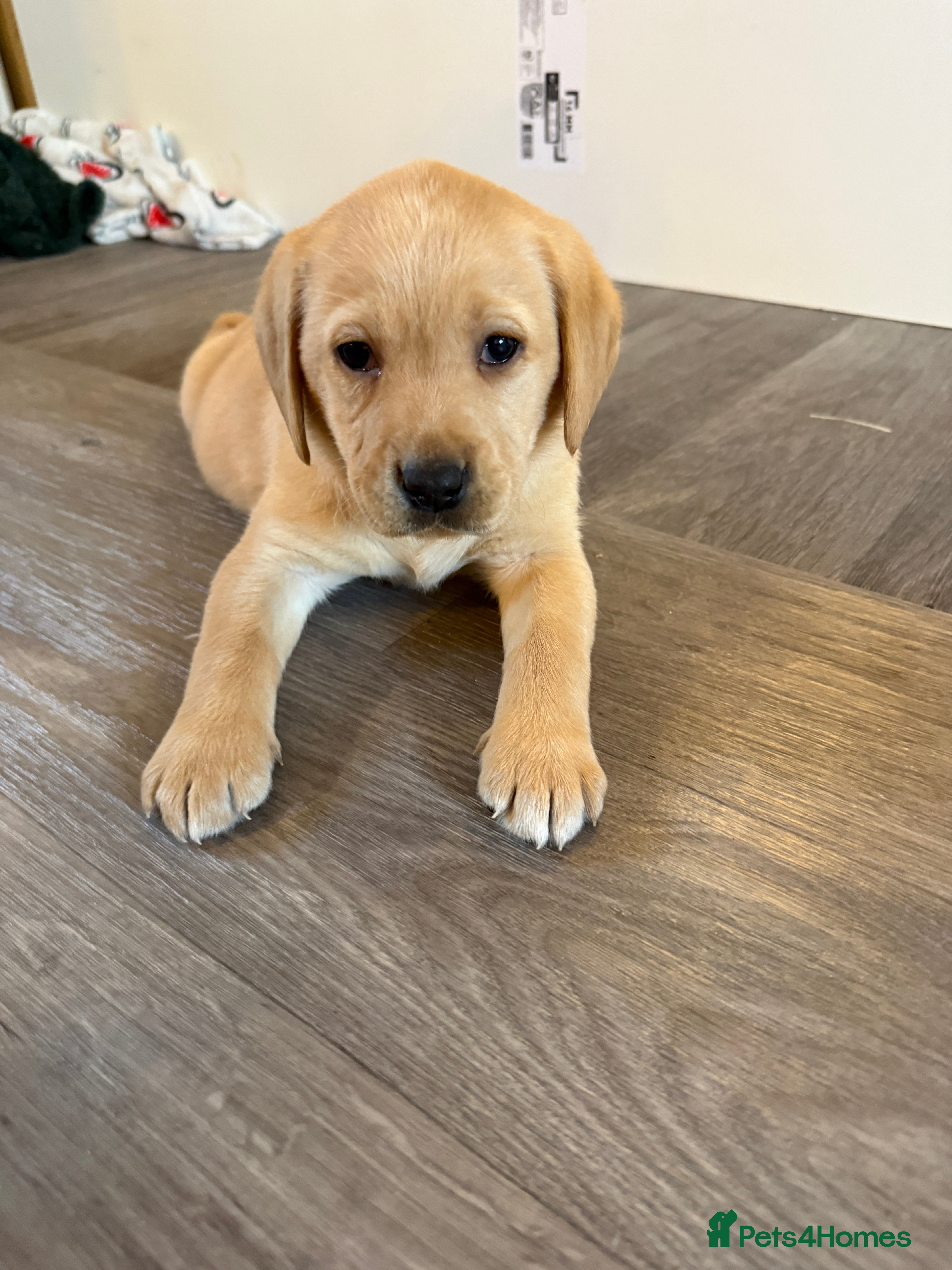 Labrador Retriever dogs Classic English show type Labrador puppies  - Advert 1