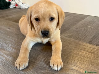 Labrador Retriever dogs Classic English show type Labrador puppies - Advert 4