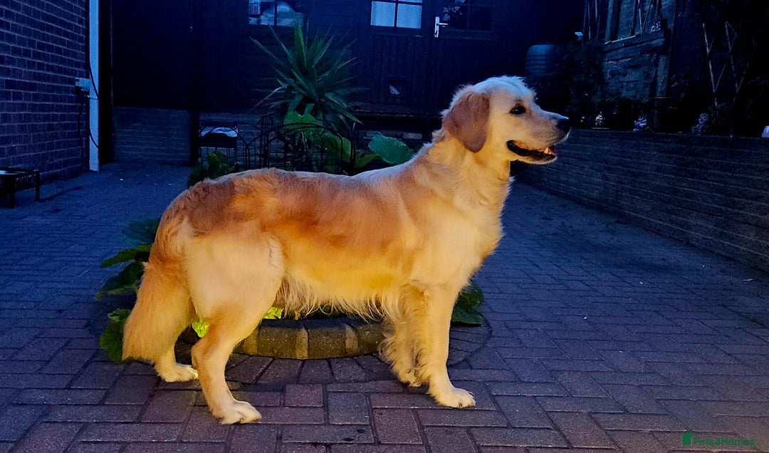 Golden Retriever dogs for sale: Beautiful pedigree golden retriver pups in Fareham - Image 5