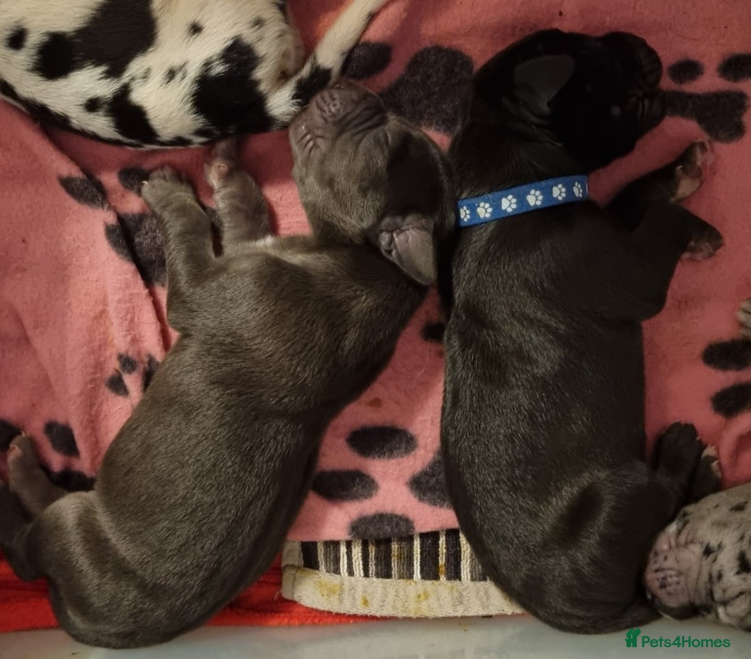 Great Dane dogs for sale: Exceptional pups, extensively health tested parent - Image 2