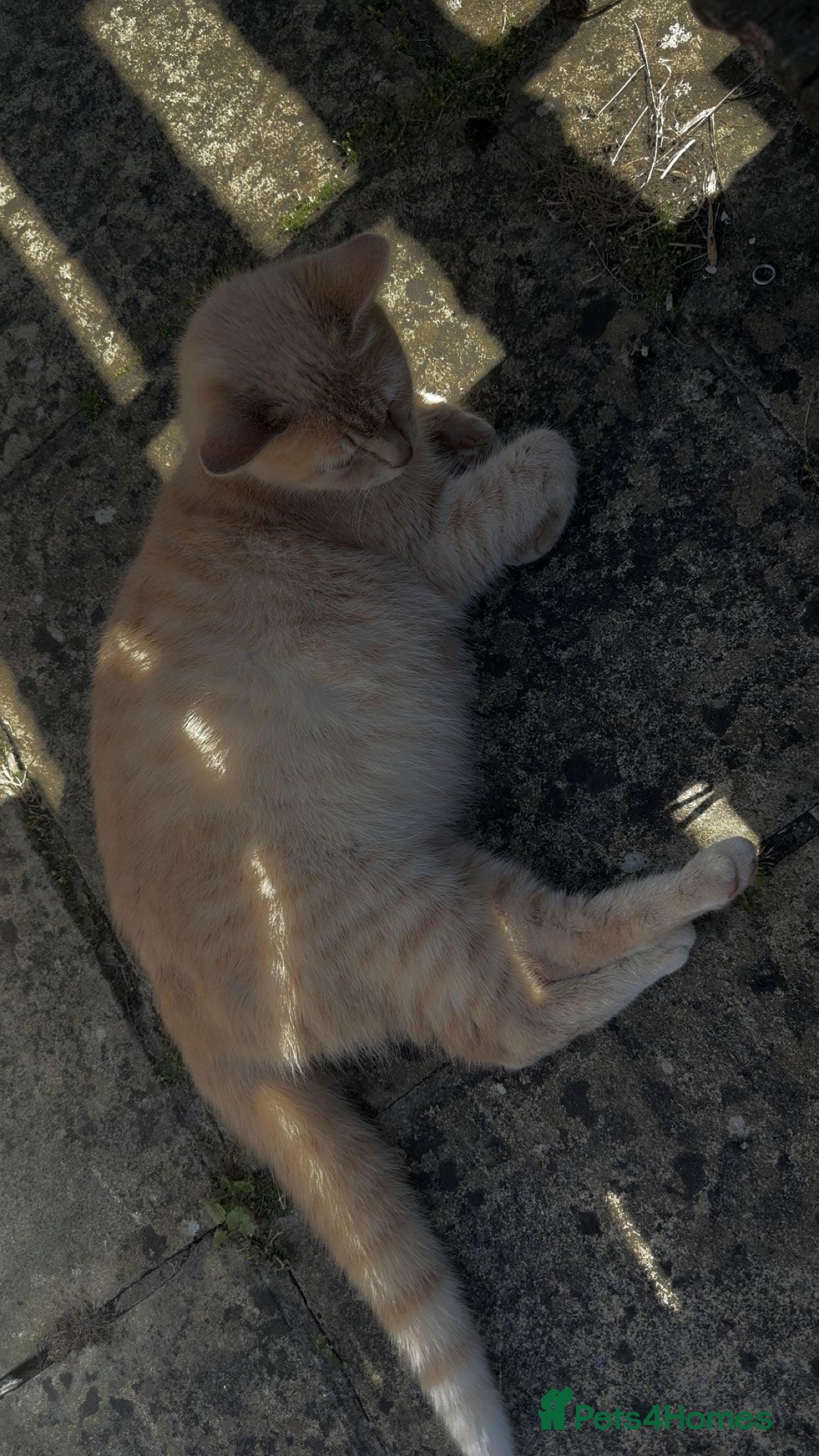 Mixed Breed cats Bengal, tabby, mixed breed cat for sale  - Advert 19