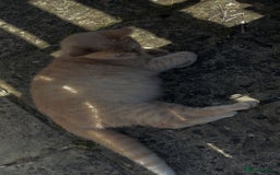 Mixed Breed cats for sale: Bengal, tabby, mixed breed cat for sale  - Image 1