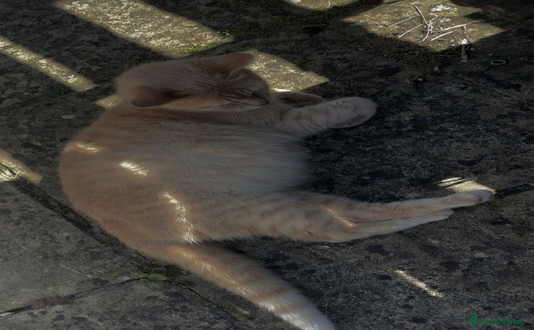 Mixed Breed cats - Advert 6