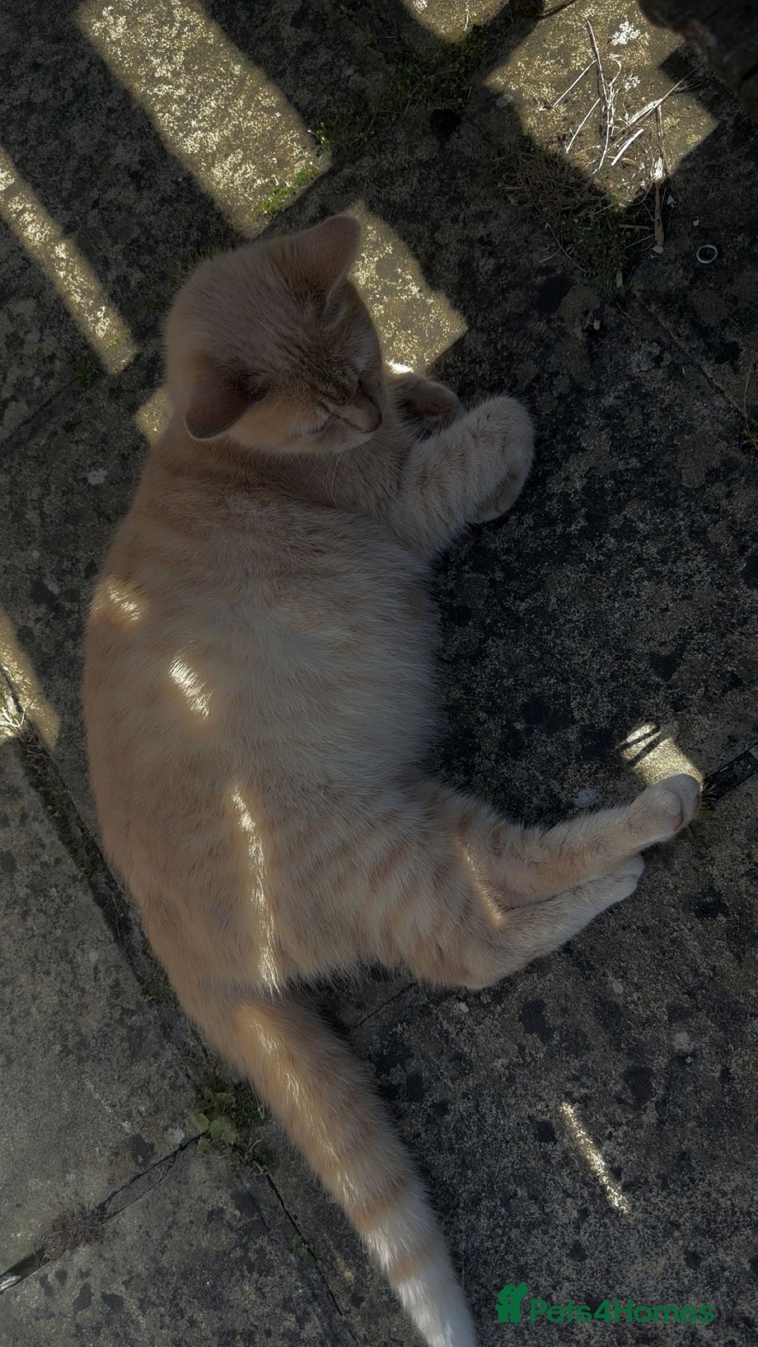 Mixed Breed cats for sale: Bengal, tabby, mixed breed cat for sale  - Image 1