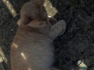 Mixed Breed cats for sale - Advert 1