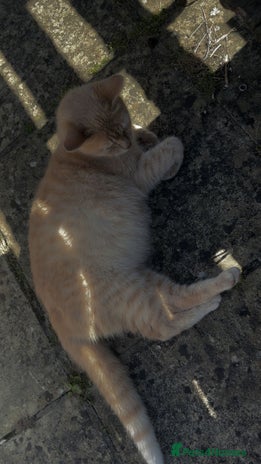 Mixed Breed cats - Advert 6