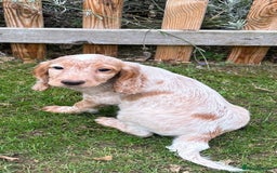 Cocker Spaniel dogs for sale: Cocker Spaniel puppies for sale - Image 17