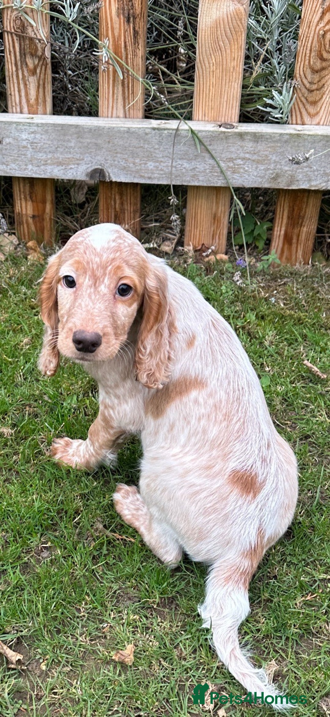 Cocker Spaniel dogs for sale: Cocker Spaniel puppies for sale - Image 17