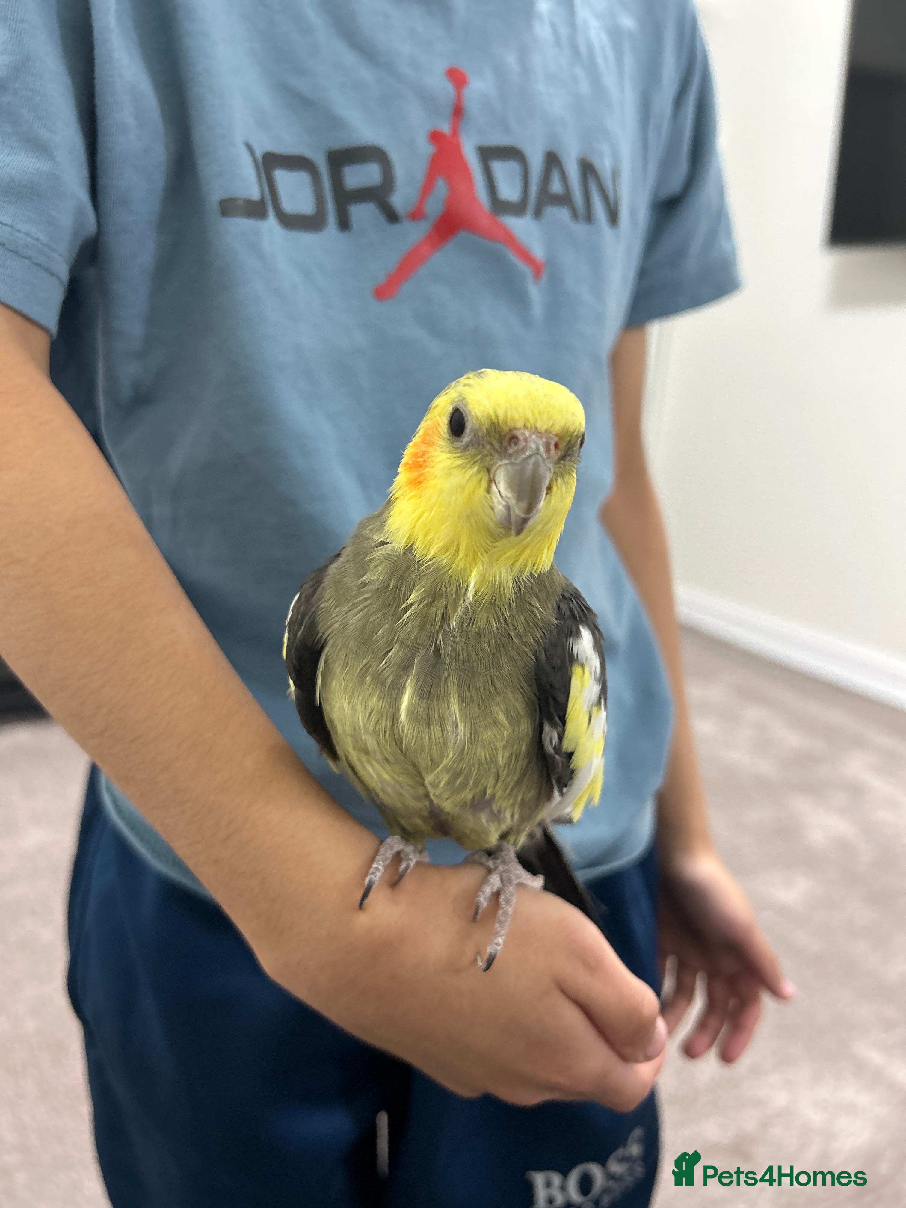 Cockatiels birds Very tamed cockatiel for sale - Advert 1